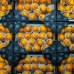 Granadilla