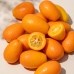 Kumquat